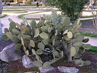 Opuntia Scheerii (fam Cactacees) (Mexique) (1) (Photo F. Mrugala)